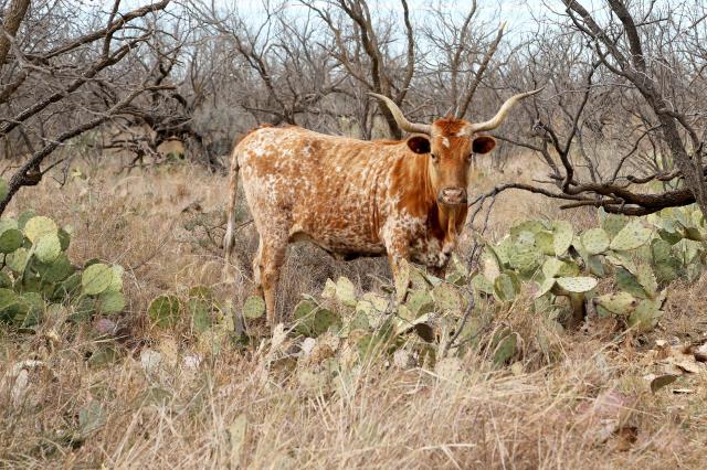 Park Longhorn