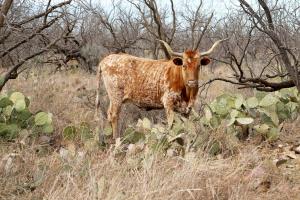 Park Longhorn