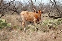Park Longhorn