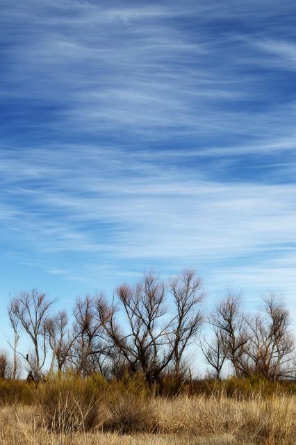 Trees along the North Concho