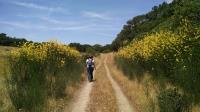 Spanish Broom