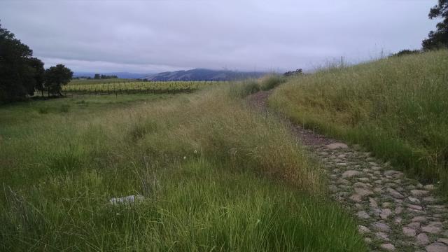 Vineyards
