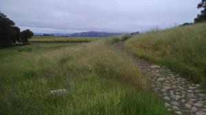 Vineyards