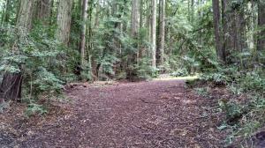 Redwoods
