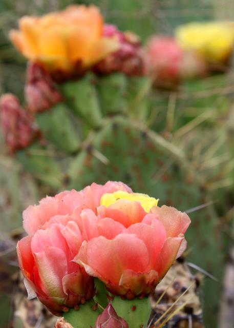Prickly Pear Blooms