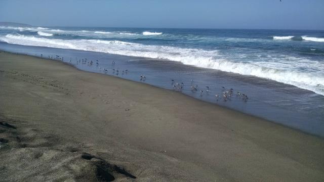 Shorebirds