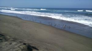 Shorebirds