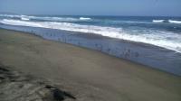 Shorebirds