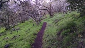 Trail View
