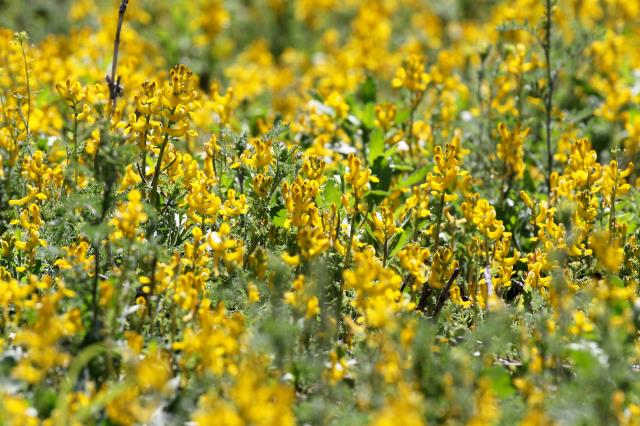 Yellow Flowers have Appeared
