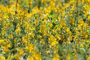 Yellow Flowers have Appeared