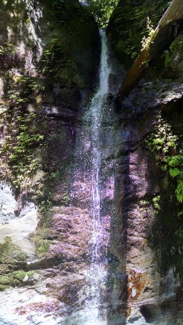 Maple Falls