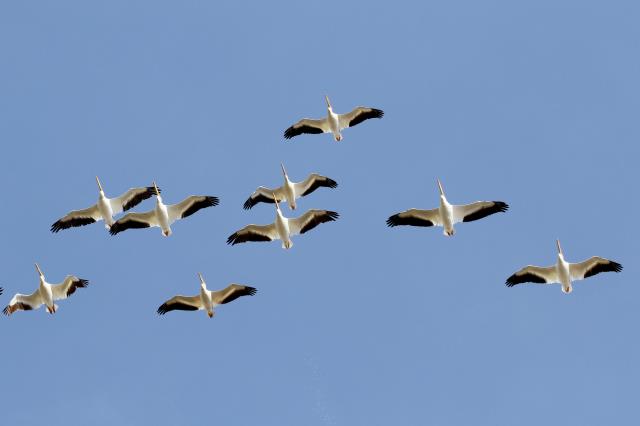 Watch out below!