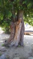 Tree Sculpture