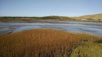 The mud flats near the Lower Tubbs Island Trail parking area were popular with foraging birds. Paradise View Vineyard lies in the distance.