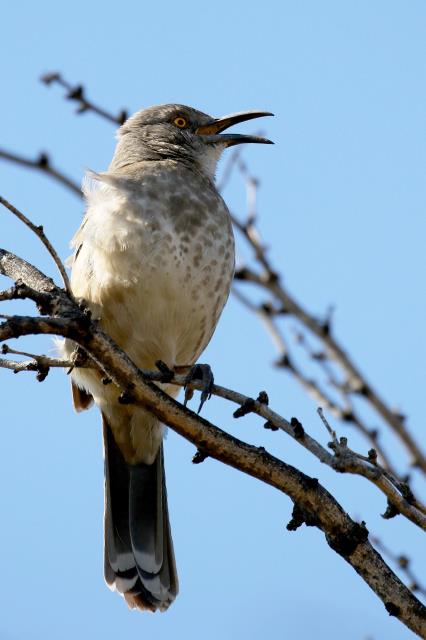 Looking for a Mate