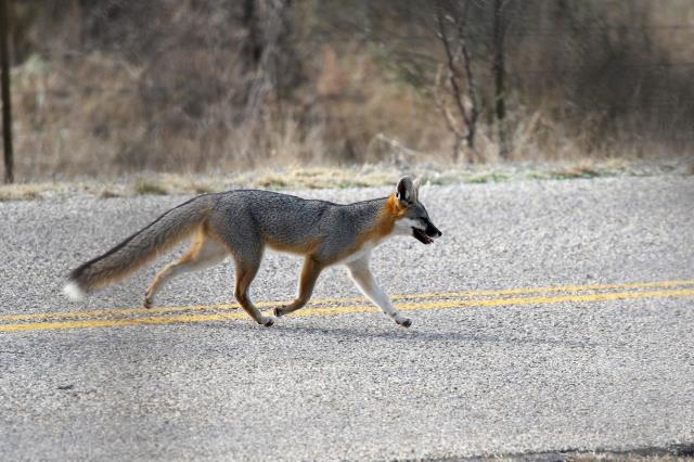 A Nice Grey Fox!