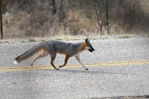 A Nice Grey Fox!