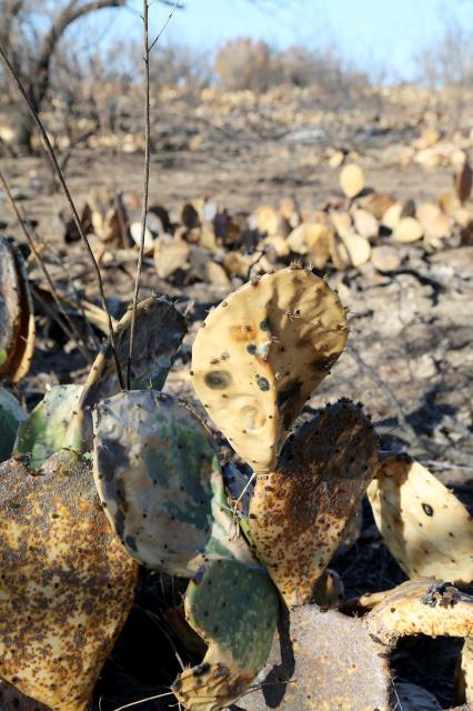 One of the Controlled Burn Areas