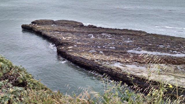 Harbor Seals