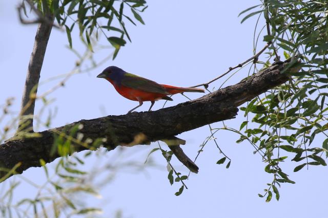 Another Painted Bunting