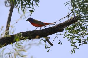 Another Painted Bunting