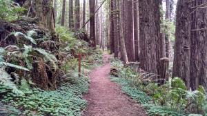Redwoods