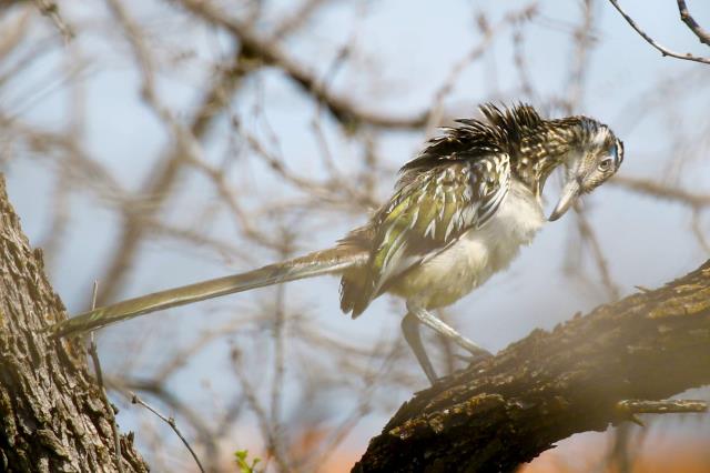 Preening Roadrunner