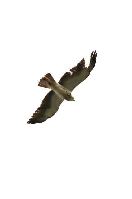 Wing Damage Seems to have no Effect