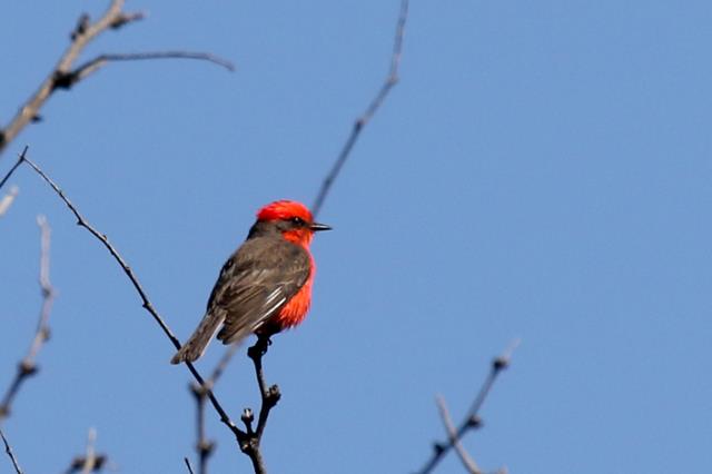 Male Vermillion Flycatcher