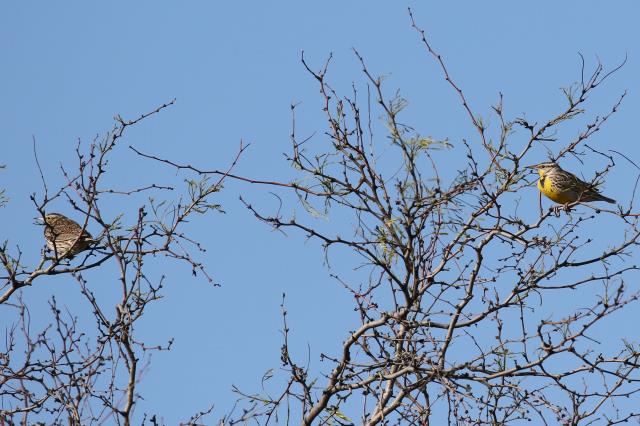 A Pair of Meadowlarks
