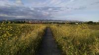 High Grass