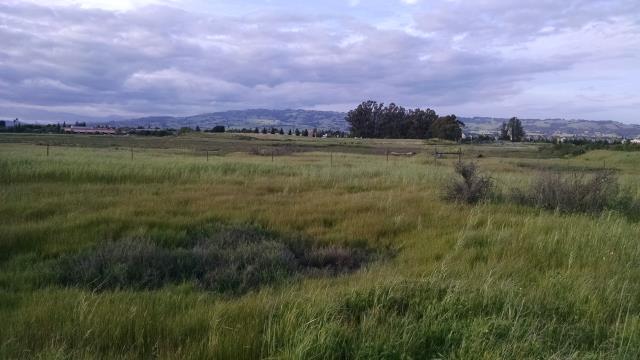 Marshland