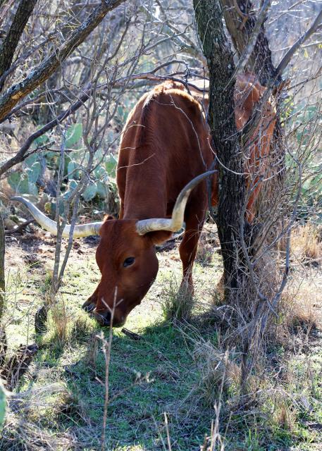 Park Longhorn