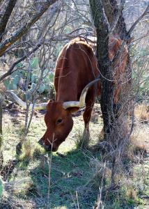 Park Longhorn