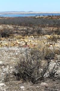 More of the Burned Area