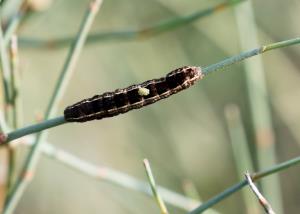 Dead Caterpillar Crawling