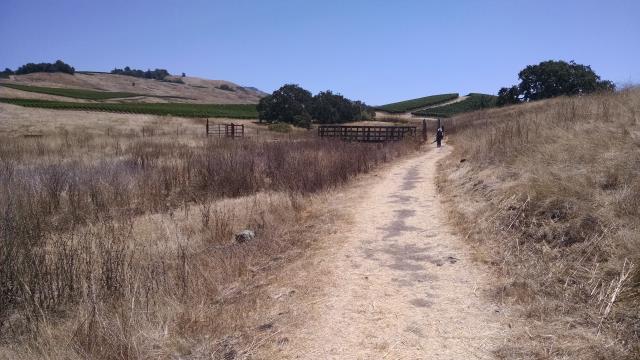 Vineyards