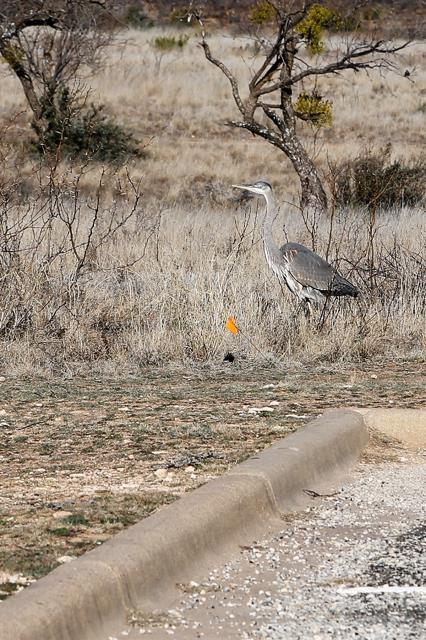 Great Blue Hunting on Land