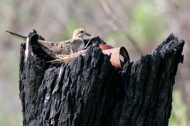 Mourning Dove Nest