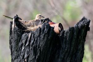 Mourning Dove Nest
