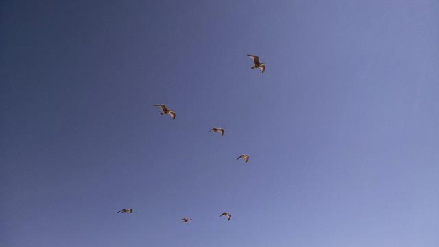 Seagulls