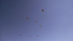 Seagulls