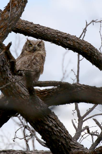 Great Horned Owl