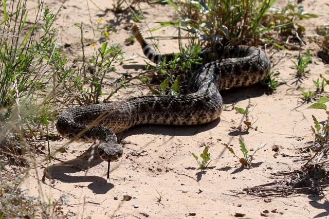 Don't Tread on Me