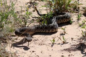 Don't Tread on Me