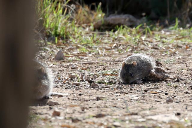 Rats!!