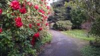 Rhododendrons in bloom