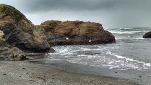 Harbor seals