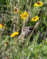 Peeking